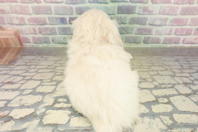 千葉県のペキニーズ (Coo&RIKU木更津店/2025年11月16日生まれ/女の子/ホワイト)の子犬の4枚目の画像