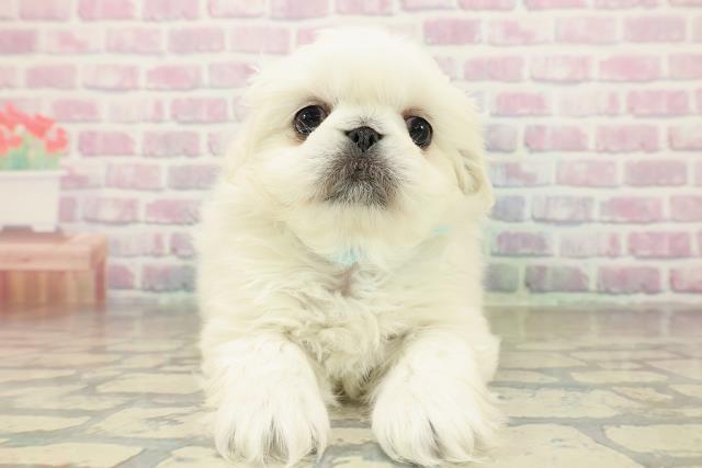 千葉県のペキニーズ (Coo&RIKU東金店/2025年11月16日生まれ/男の子/ホワイト)の子犬の1枚目の画像