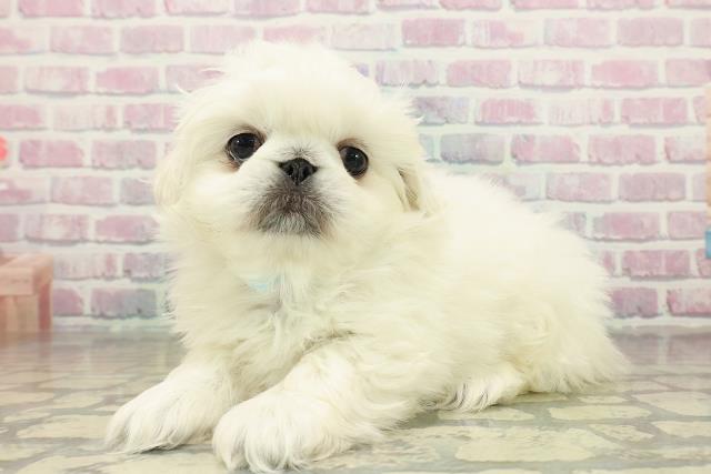 千葉県のペキニーズ (Coo&RIKU東金店/2025年11月16日生まれ/男の子/ホワイト)の子犬の2枚目の画像