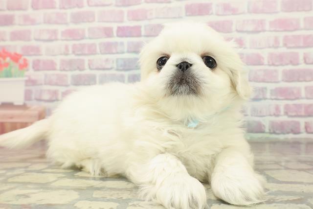 千葉県のペキニーズ (Coo&RIKU東金店/2025年11月16日生まれ/男の子/ホワイト)の子犬の3枚目の画像