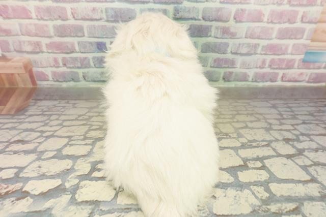 千葉県のペキニーズ (Coo&RIKU東金店/2025年11月16日生まれ/男の子/ホワイト)の子犬の4枚目の画像