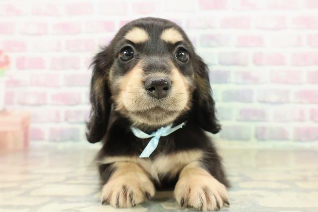 群馬県のミニチュアダックスフンド(ロング) (Coo&RIKU藤岡店/2025年11月14日生まれ/男の子/ブラックイエロー)の子犬の1枚目の画像