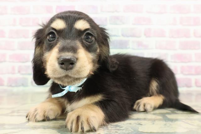 群馬県のミニチュアダックスフンド(ロング) (Coo&RIKU藤岡店/2025年11月14日生まれ/男の子/ブラックイエロー)の子犬の2枚目の画像