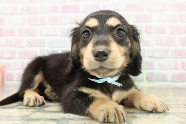 群馬県のミニチュアダックスフンド(ロング) (Coo&RIKU藤岡店/2025年11月14日生まれ/男の子/ブラックイエロー)の子犬の3枚目の画像