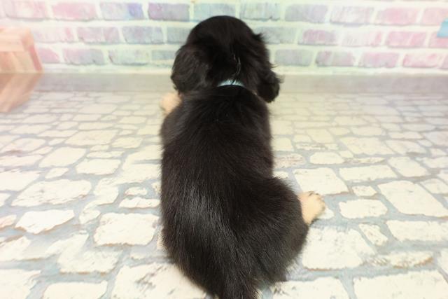 群馬県のミニチュアダックスフンド(ロング) (Coo&RIKU藤岡店/2025年11月14日生まれ/男の子/ブラックイエロー)の子犬の4枚目の画像