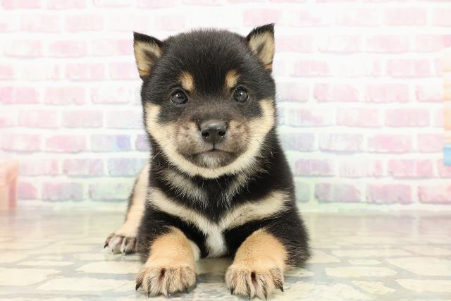 東京都の豆柴 (Coo&RIKU池袋西口店/2025年11月16日生まれ/男の子/黒)の子犬の1枚目の画像