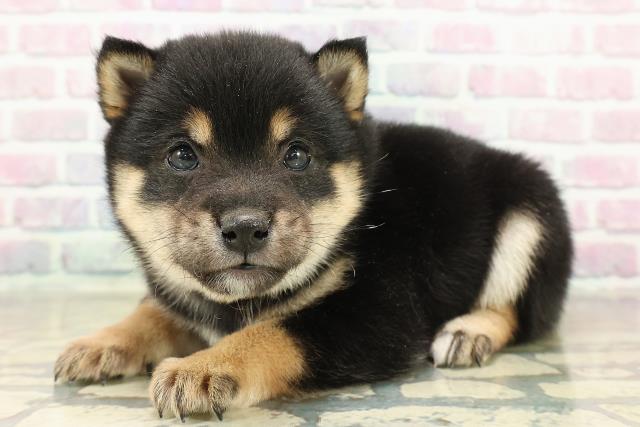 東京都の豆柴 (Coo&RIKU池袋西口店/2025年11月16日生まれ/男の子/黒)の子犬の2枚目の画像