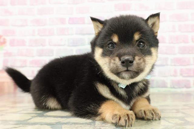 東京都の豆柴 (Coo&RIKU池袋西口店/2025年11月16日生まれ/男の子/黒)の子犬の3枚目の画像