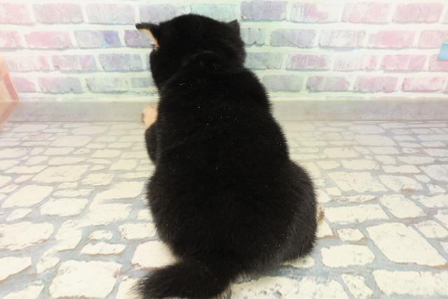 東京都の豆柴 (Coo&RIKU池袋西口店/2025年11月16日生まれ/男の子/黒)の子犬の4枚目の画像