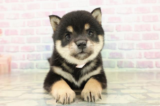 東京都の豆柴 (Coo&RIKU三軒茶屋店/2025年11月16日生まれ/女の子/黒)の子犬の1枚目の画像