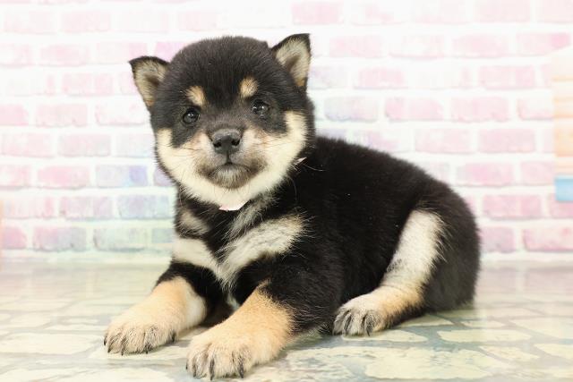 東京都の豆柴 (Coo&RIKU三軒茶屋店/2025年11月16日生まれ/女の子/黒)の子犬の2枚目の画像