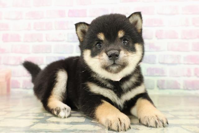 東京都の豆柴 (Coo&RIKU三軒茶屋店/2025年11月16日生まれ/女の子/黒)の子犬の3枚目の画像