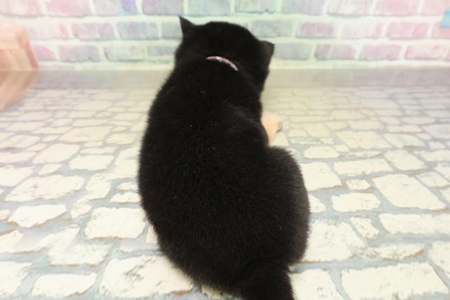 東京都の豆柴 (Coo&RIKU三軒茶屋店/2025年11月16日生まれ/女の子/黒)の子犬の4枚目の画像