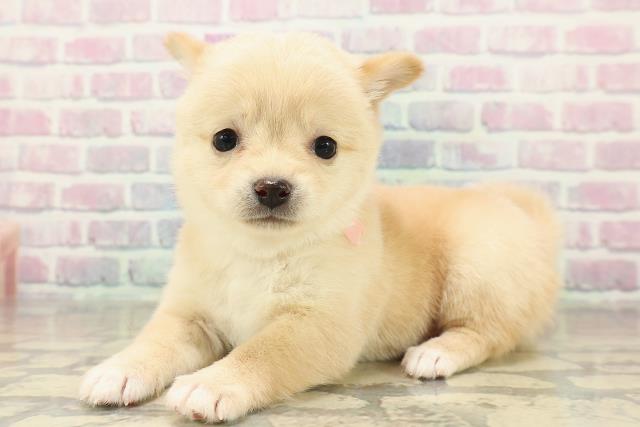 東京都のチワ柴/柴チワ/チワシバ(チワワ×柴) (Coo&RIKU中野サンモール店/2025年11月16日生まれ/女の子/白)の子犬の2枚目の画像