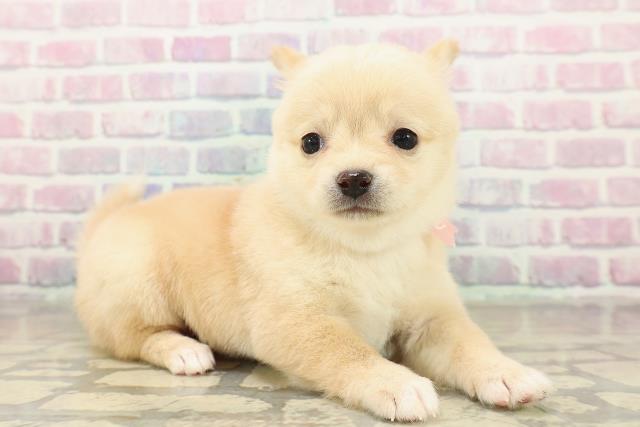 東京都のチワ柴/柴チワ/チワシバ(チワワ×柴) (Coo&RIKU中野サンモール店/2025年11月16日生まれ/女の子/白)の子犬の3枚目の画像