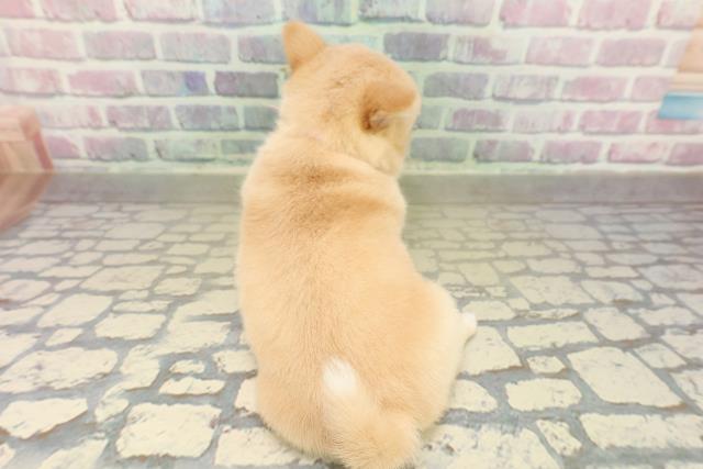 東京都のチワ柴/柴チワ/チワシバ(チワワ×柴) (Coo&RIKU中野サンモール店/2025年11月16日生まれ/女の子/白)の子犬の4枚目の画像