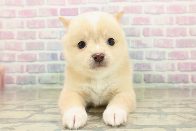 東京都のチワ柴/柴チワ/チワシバ(チワワ×柴) (Coo&RIKU赤坂店/2025年11月16日生まれ/男の子/白)の子犬