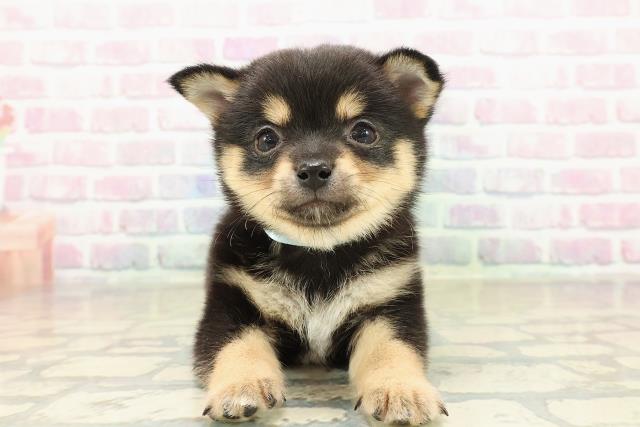 東京都のチワ柴/柴チワ/チワシバ(チワワ×柴) (Coo&RIKU新宿三丁目店/2025年11月16日生まれ/男の子/黒)の子犬