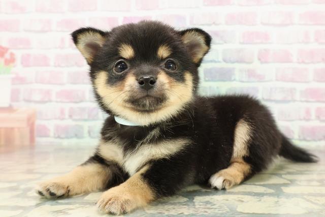 東京都のチワ柴/柴チワ/チワシバ(チワワ×柴) (Coo&RIKU新宿三丁目店/2025年11月16日生まれ/男の子/黒)の子犬の2枚目の画像