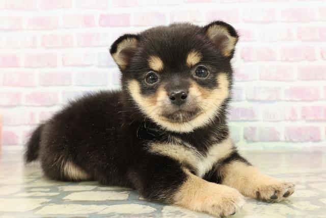 東京都のチワ柴/柴チワ/チワシバ(チワワ×柴) (Coo&RIKU新宿三丁目店/2025年11月16日生まれ/男の子/黒)の子犬の3枚目の画像