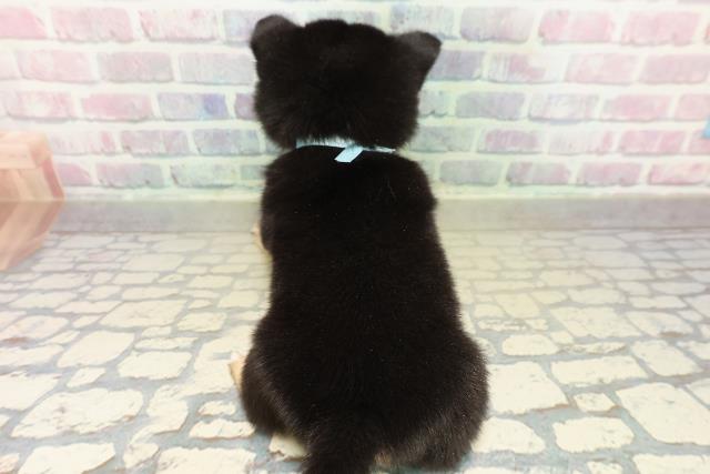 東京都のチワ柴/柴チワ/チワシバ(チワワ×柴) (Coo&RIKU新宿三丁目店/2025年11月16日生まれ/男の子/黒)の子犬の4枚目の画像