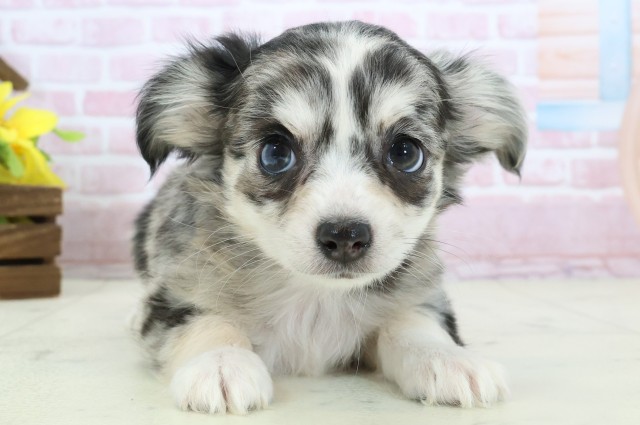 静岡県のチワワ(ロング) (Coo&RIKU掛川店/2025年11月13日生まれ/女の子/ブルーマール)の子犬の1枚目の画像