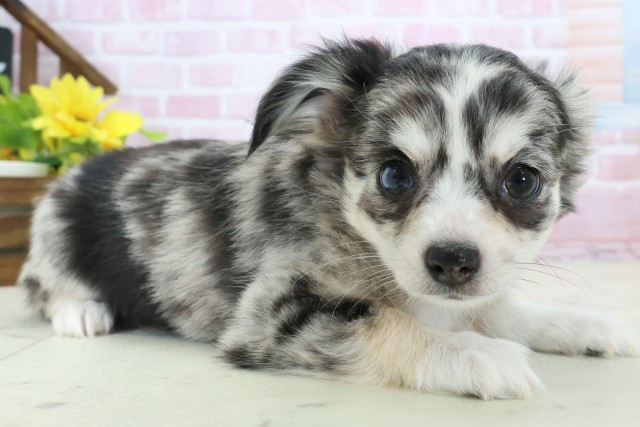 静岡県のチワワ(ロング) (Coo&RIKU掛川店/2025年11月13日生まれ/女の子/ブルーマール)の子犬の2枚目の画像