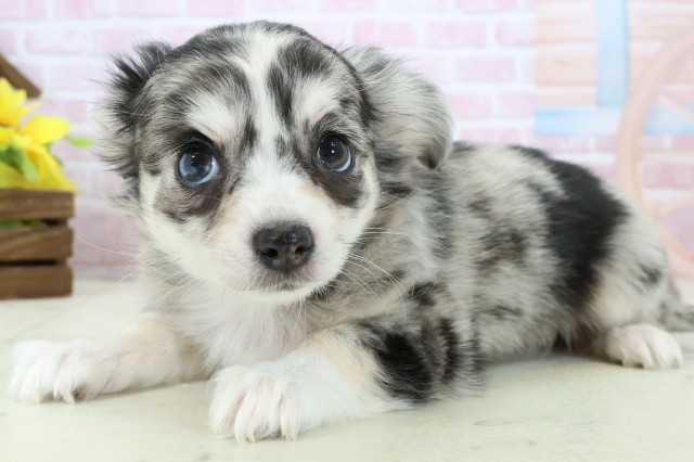 静岡県のチワワ(ロング) (Coo&RIKU掛川店/2025年11月13日生まれ/女の子/ブルーマール)の子犬の3枚目の画像