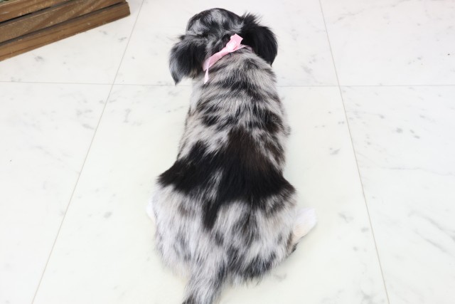 静岡県のチワワ(ロング) (Coo&RIKU掛川店/2025年11月13日生まれ/女の子/ブルーマール)の子犬の4枚目の画像