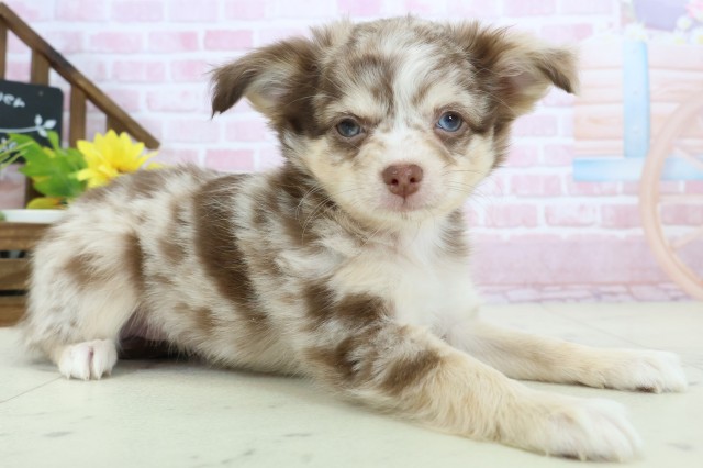 山口県のチワワ(ロング) (Coo&RIKUサンパークあじす店/2025年11月13日生まれ/女の子/チョコレートマール)の子犬の2枚目の画像