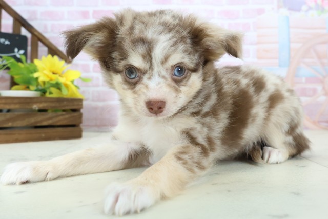 山口県のチワワ(ロング) (Coo&RIKUサンパークあじす店/2025年11月13日生まれ/女の子/チョコレートマール)の子犬の3枚目の画像