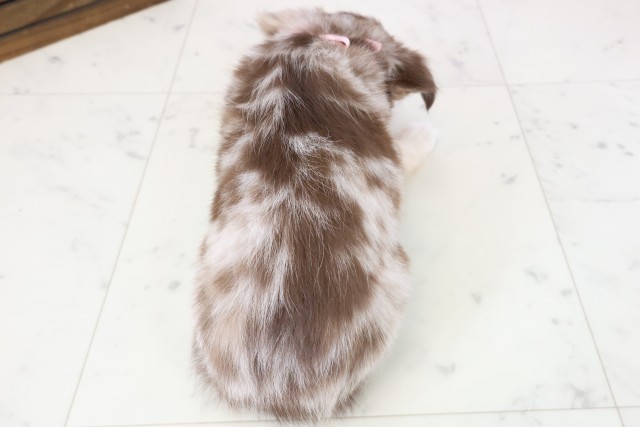 山口県のチワワ(ロング) (Coo&RIKUサンパークあじす店/2025年11月13日生まれ/女の子/チョコレートマール)の子犬の4枚目の画像