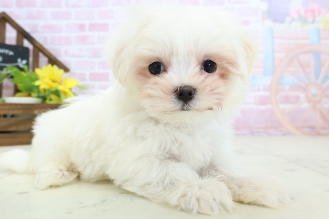 静岡県のマルチーズ (Coo&RIKU沼津店/2025年11月14日生まれ/男の子/ホワイト)の子犬の2枚目の画像