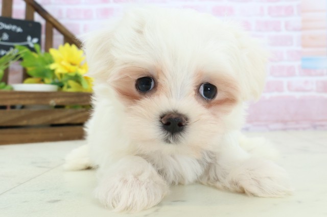 福岡県のマルチーズ (Coo&RIKU福岡古賀店/2025年11月14日生まれ/女の子/ホワイト)の子犬の1枚目の画像