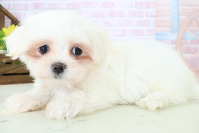 福岡県のマルチーズ (Coo&RIKU福岡古賀店/2025年11月14日生まれ/女の子/ホワイト)の子犬の3枚目の画像