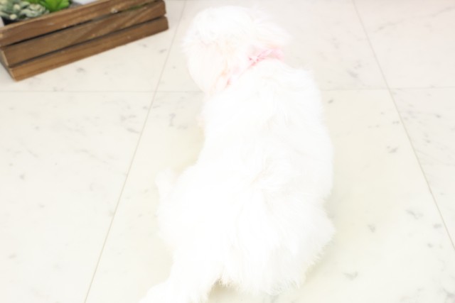 福岡県のマルチーズ (Coo&RIKU福岡古賀店/2025年11月14日生まれ/女の子/ホワイト)の子犬の4枚目の画像