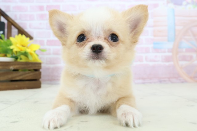 静岡県のチワワ(ロング) (Coo&RIKU静岡SBS通り店/2025年11月14日生まれ/男の子/クリームホワイト)の子犬の1枚目の画像