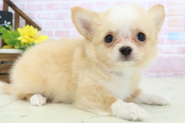 静岡県のチワワ(ロング) (Coo&RIKU静岡SBS通り店/2025年11月14日生まれ/男の子/クリームホワイト)の子犬の2枚目の画像