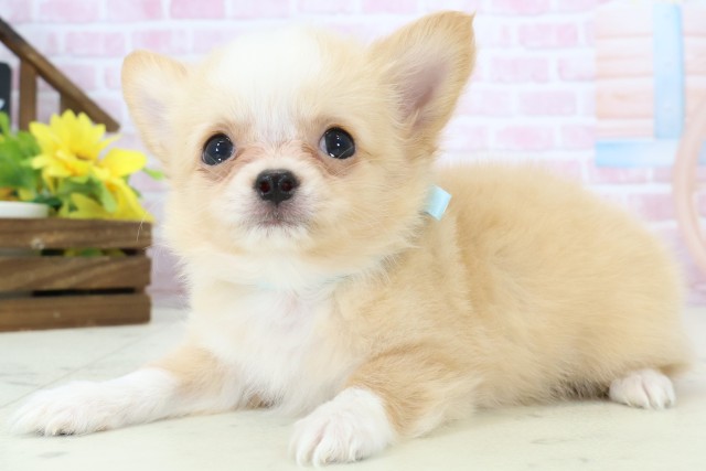 静岡県のチワワ(ロング) (Coo&RIKU静岡SBS通り店/2025年11月14日生まれ/男の子/クリームホワイト)の子犬の3枚目の画像