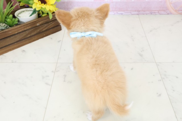 静岡県のチワワ(ロング) (Coo&RIKU静岡SBS通り店/2025年11月14日生まれ/男の子/クリームホワイト)の子犬の4枚目の画像