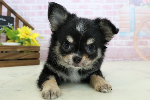 静岡県のチワワ(ロング) (Coo&RIKU静岡SBS通り店/2025年11月14日生まれ/女の子/ブラックタンホワイト)の子犬の1枚目の画像