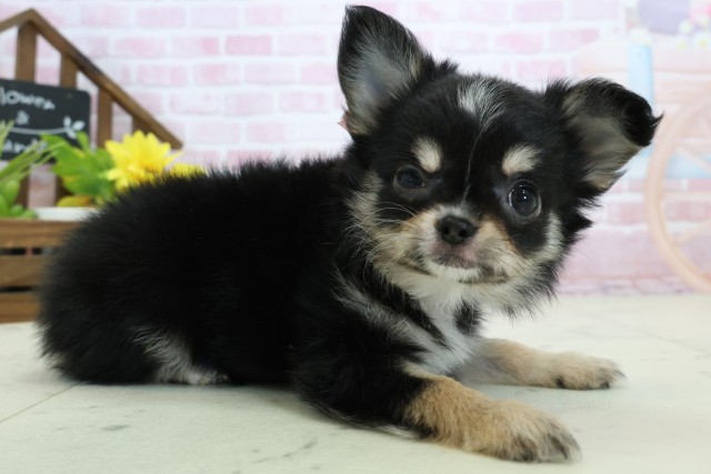 静岡県のチワワ(ロング) (Coo&RIKU静岡SBS通り店/2025年11月14日生まれ/女の子/ブラックタンホワイト)の子犬の2枚目の画像