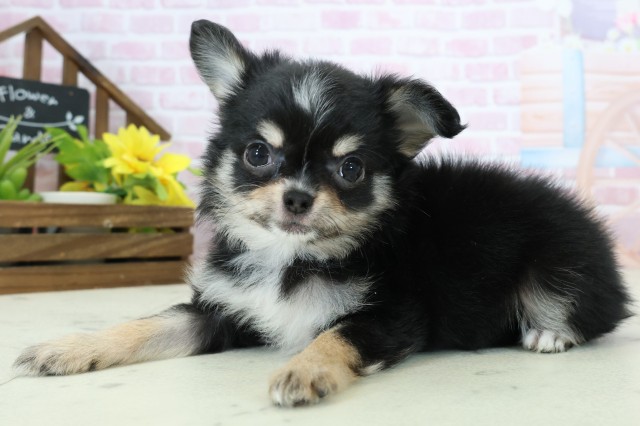 静岡県のチワワ(ロング) (Coo&RIKU静岡SBS通り店/2025年11月14日生まれ/女の子/ブラックタンホワイト)の子犬の3枚目の画像