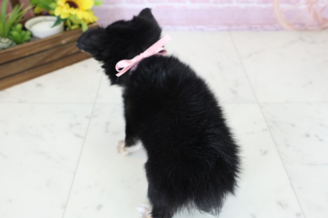 静岡県のチワワ(ロング) (Coo&RIKU静岡SBS通り店/2025年11月14日生まれ/女の子/ブラックタンホワイト)の子犬の4枚目の画像