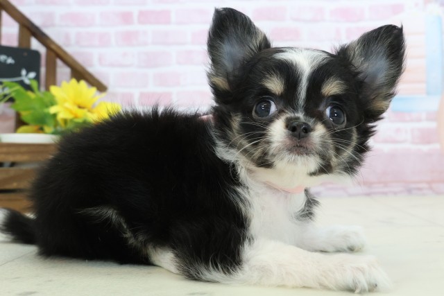 山口県のチワワ(ロング) (Coo&RIKUサンパークあじす店/2025年11月14日生まれ/女の子/ブラックタンホワイト)の子犬の2枚目の画像