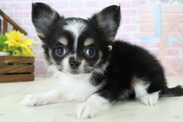 山口県のチワワ(ロング) (Coo&RIKUサンパークあじす店/2025年11月14日生まれ/女の子/ブラックタンホワイト)の子犬の3枚目の画像