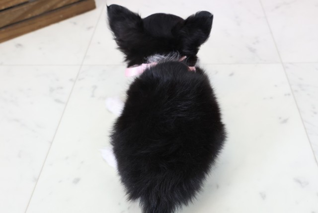 山口県のチワワ(ロング) (Coo&RIKUサンパークあじす店/2025年11月14日生まれ/女の子/ブラックタンホワイト)の子犬の4枚目の画像