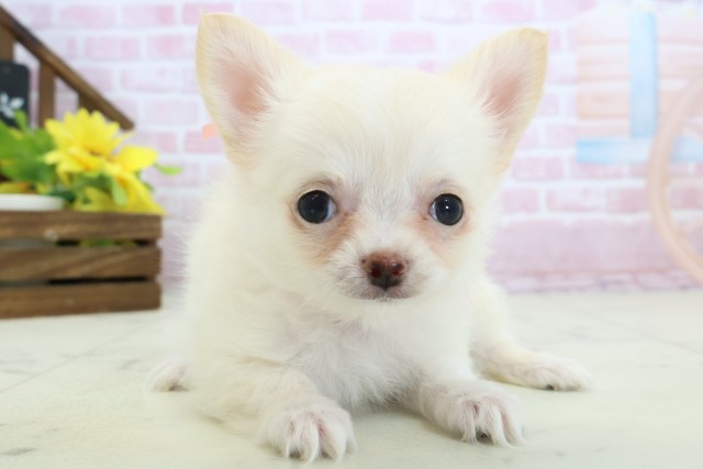徳島県のチワワ(ロング) (Coo&RIKU徳島店/2025年11月14日生まれ/女の子/クリームホワイト)の子犬の1枚目の画像