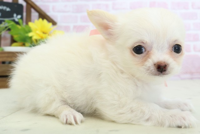 徳島県のチワワ(ロング) (Coo&RIKU徳島店/2025年11月14日生まれ/女の子/クリームホワイト)の子犬の2枚目の画像