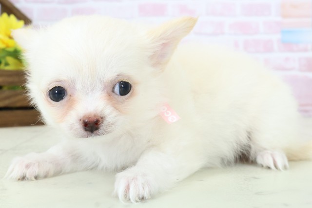 徳島県のチワワ(ロング) (Coo&RIKU徳島店/2025年11月14日生まれ/女の子/クリームホワイト)の子犬の3枚目の画像